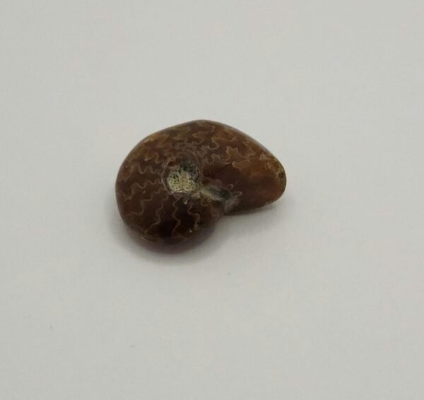 Ammonite Fossil