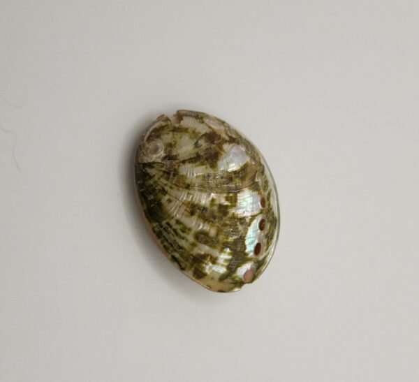 Shell